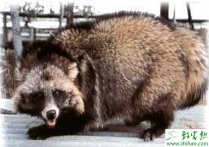 貉子养殖的市场前景