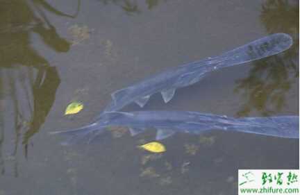 鸭嘴鱼养殖的市场前景