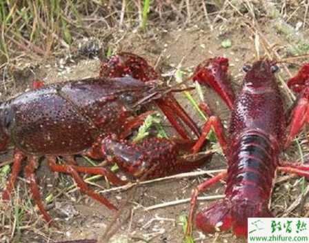 小龙虾养殖的市场前景