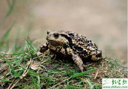 蟾蜍养殖的市场前景