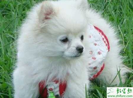 宠物狗养殖的市场前景