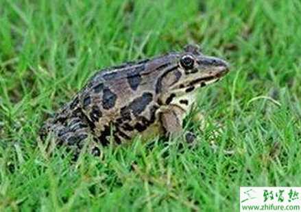 青蛙养殖的市场前景