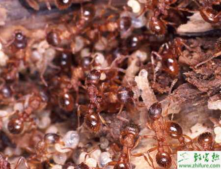 蚂蚁养殖的市场前景