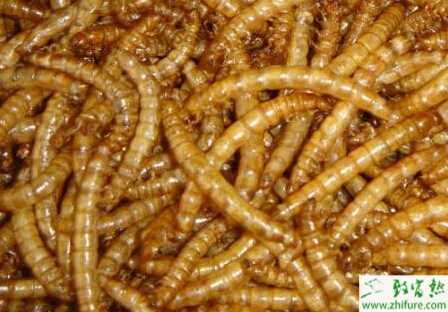 黄粉虫养殖的市场前景