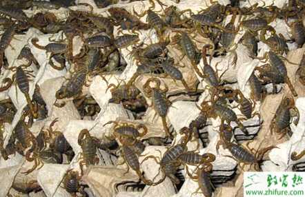 蝎子养殖的市场前景