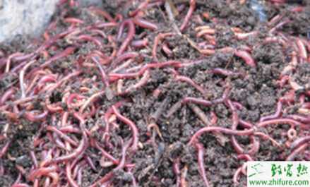 蚯蚓养殖的市场前景