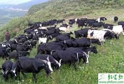 养殖绒山羊冬羔护理经验