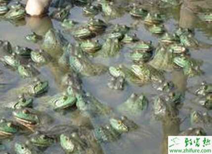 论利用人工配合饲料饲养牛蛙的好处