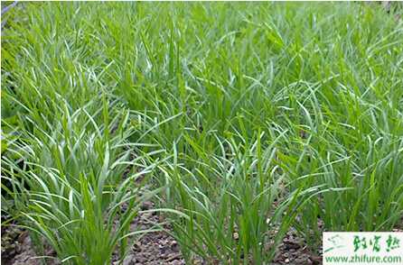 种韭菜每亩也可以赚七八千