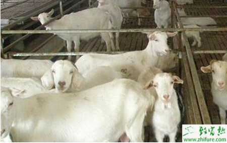 养殖肉羊的技术