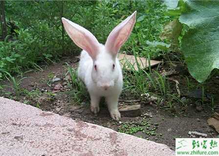 养殖肉兔肚胀怎么治疗