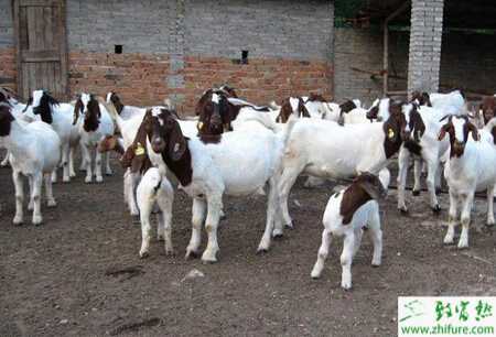 波尔山羊的饲养技术