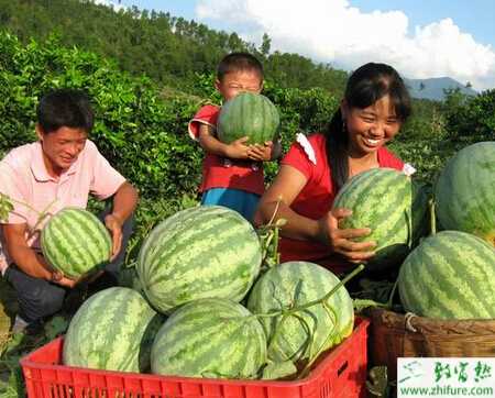 种西瓜人工辅助授粉技术
