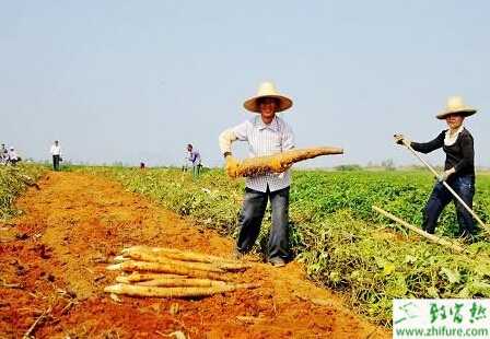 种山药生产中的五个问题