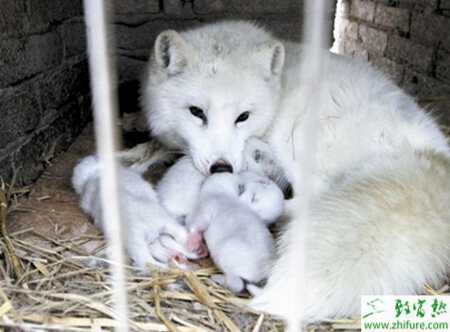 养殖狐狸常见产科病的防治
