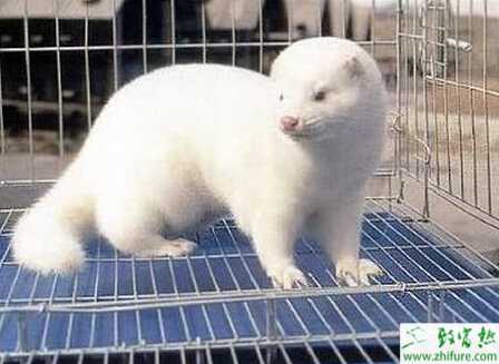 养貂增效有七招