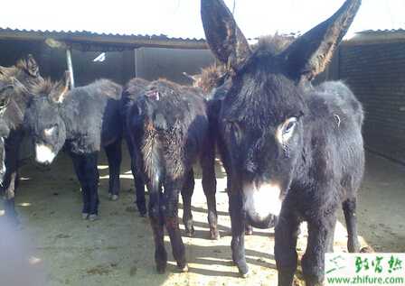 养肉驴赚钱吗？