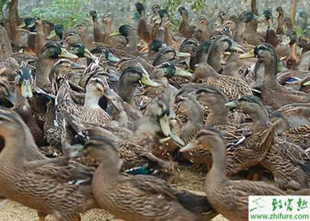 养野鸭的市场前景