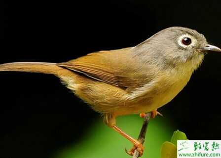 养画眉的市场前景