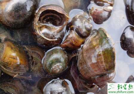 养殖田螺霉菌病的治疗方法