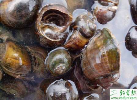 养殖田螺脱壳病的治疗方法