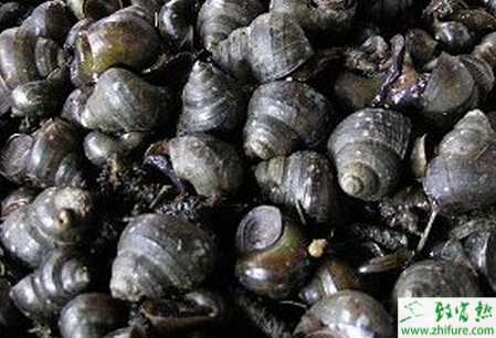 养殖田螺消瘦病的防治