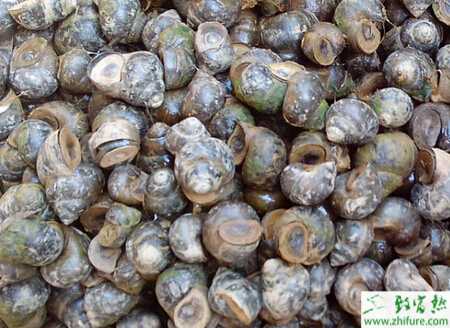 养殖田螺的病虫害防治