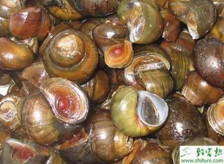 养殖田螺萎瘪症的治疗