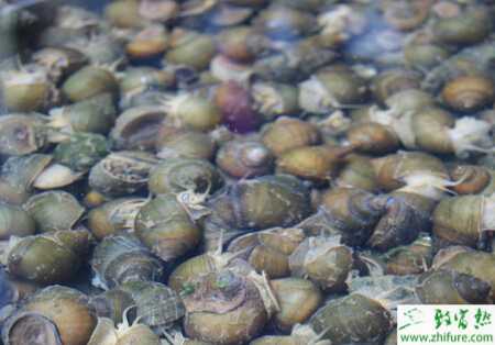 养殖田螺卵块的孵化