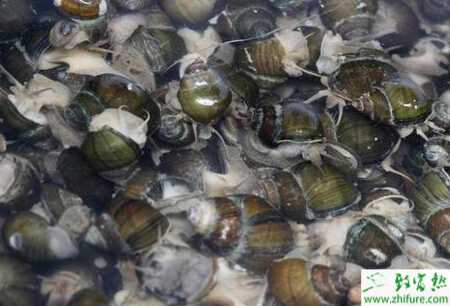 养殖田螺的繁殖时期