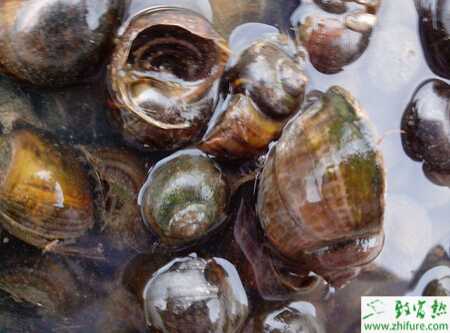 养殖田螺的育成管理