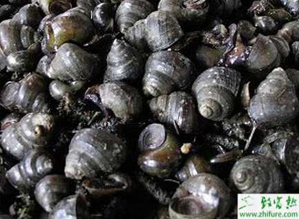 养殖田螺的日常管理经验