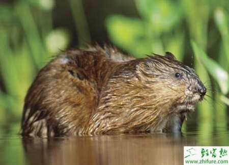 掌握好四大关管理好麝香鼠