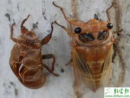 人工该如何养殖金蝉