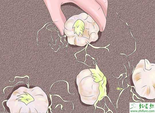 花园百合种植技术图解