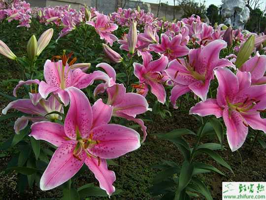 最新百合科学种植技术