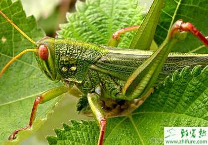 养蝗虫的市场前景