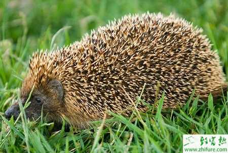 养刺猬的市场前景