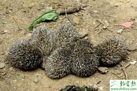 养殖刺猬窝室的修建方法