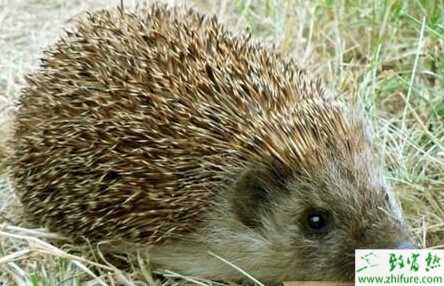 养殖刺猬肠臌胀的防治