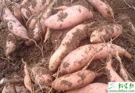 种甘薯冷床育苗技术的要点