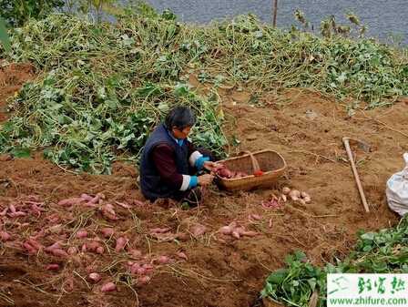 种甘薯要增产后期抓5点