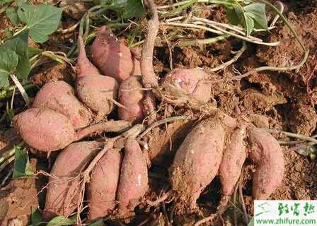 种红薯茎线虫病防治技术