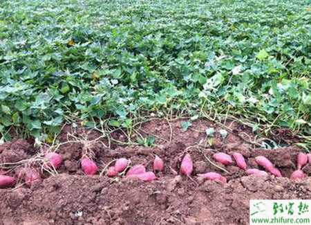 保护地甘薯的栽培经验