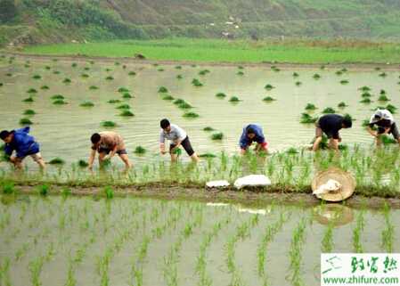 种水稻施肥莫忘硅和锌