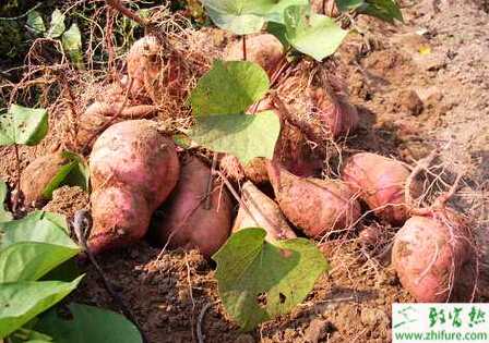 种甘薯畸形块根形成原因及防止