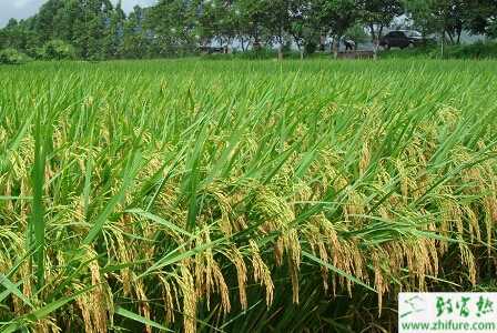 种水稻穗期灰飞虱的防治