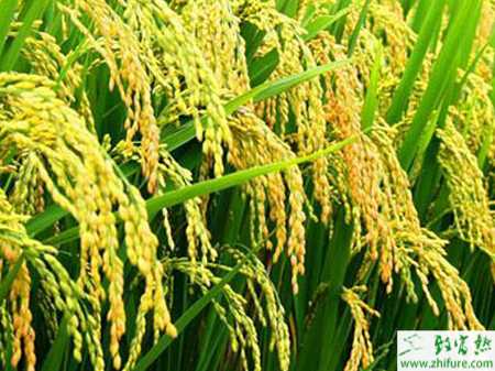 种水稻旱育稀植栽培技术要点