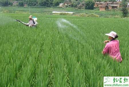 种水稻生长后期栽培要点