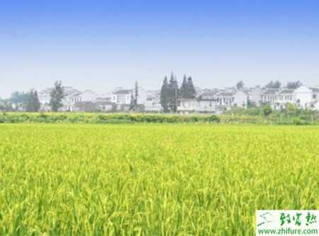 水稻精确定量栽培中怎样合理确定氮肥用量